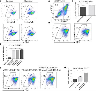 NKG2D Enhances Double-Negative T Cell Regulation of B Cells 